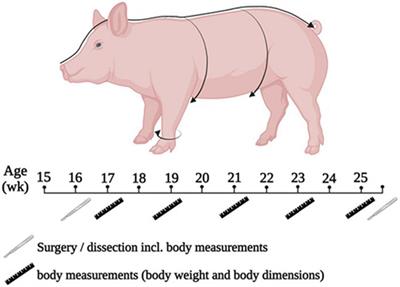Influences of exocrine pancreatic insufficiency on nutrient digestibility, growth parameters as well as anatomical and histological morphology of the intestine in a juvenile pig model